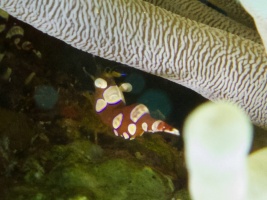 Squat Anemone Shrimp IMG 7764